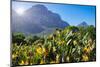 View of Kirstenbosch Botanical Garden, Cape Town, South Africa, Africa-G&M Therin-Weise-Mounted Photographic Print