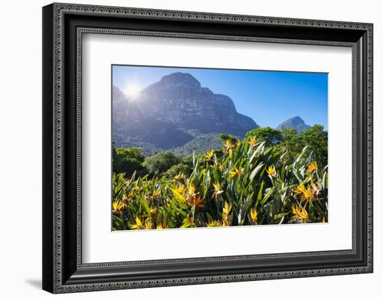 View of Kirstenbosch Botanical Garden, Cape Town, South Africa, Africa-G&M Therin-Weise-Framed Photographic Print