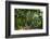 View of Kirstenbosch Botanical Garden, Cape Town, South Africa, Africa-G&M Therin-Weise-Framed Photographic Print