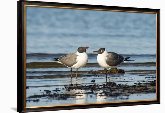View of Laughing Gull Standing in Water-Gary Carter-Framed Premium Photographic Print