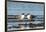 View of Laughing Gull Standing in Water-Gary Carter-Framed Premium Photographic Print