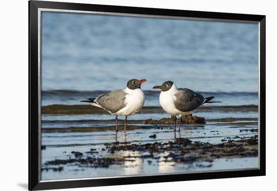 View of Laughing Gull Standing in Water-Gary Carter-Framed Premium Photographic Print