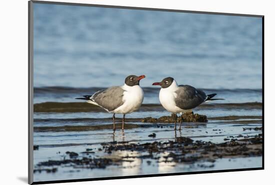 View of Laughing Gull Standing in Water-Gary Carter-Mounted Premium Photographic Print