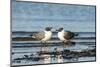 View of Laughing Gull Standing in Water-Gary Carter-Mounted Premium Photographic Print