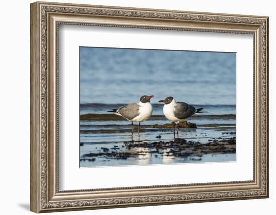 View of Laughing Gull Standing in Water-Gary Carter-Framed Photographic Print