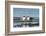 View of Laughing Gull Standing in Water-Gary Carter-Framed Photographic Print