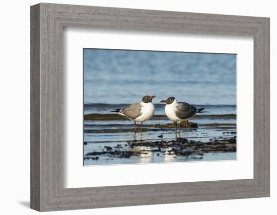 View of Laughing Gull Standing in Water-Gary Carter-Framed Photographic Print