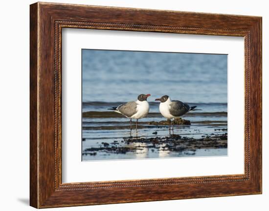 View of Laughing Gull Standing in Water-Gary Carter-Framed Photographic Print