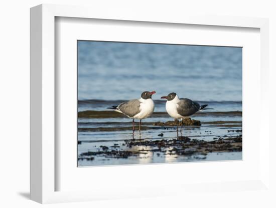 View of Laughing Gull Standing in Water-Gary Carter-Framed Photographic Print