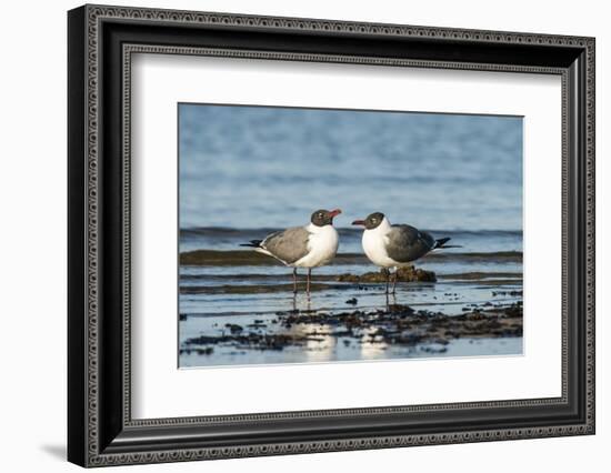 View of Laughing Gull Standing in Water-Gary Carter-Framed Photographic Print