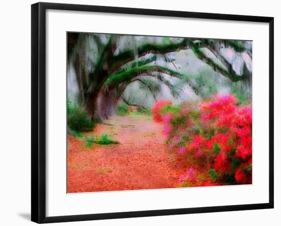 View of Live Oaks and Azaleas, Magnolia Plantation, Charleston, South Carolina-Adam Jones-Framed Photographic Print