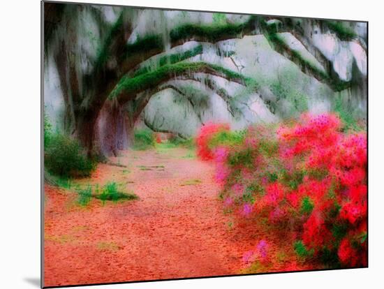 View of Live Oaks and Azaleas, Magnolia Plantation, Charleston, South Carolina-Adam Jones-Mounted Photographic Print