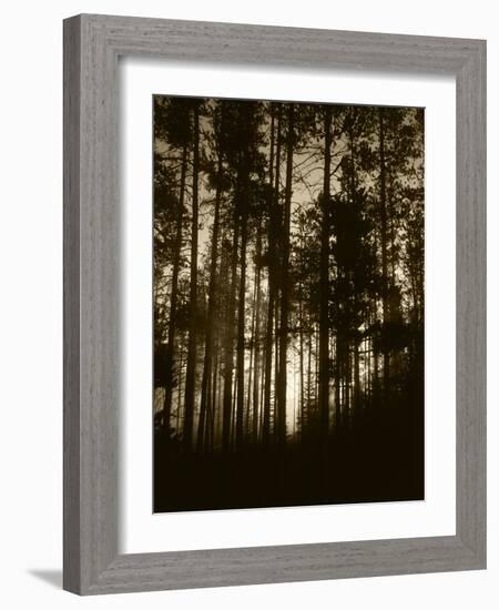 View of Lodgepole Pine Trees at Sunrise, Grand Teton National Park, Wyoming, USA-Scott T. Smith-Framed Photographic Print
