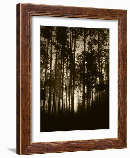 View of Lodgepole Pine Trees at Sunrise, Grand Teton National Park, Wyoming, USA-Scott T. Smith-Framed Photographic Print