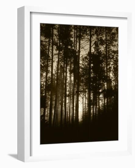 View of Lodgepole Pine Trees at Sunrise, Grand Teton National Park, Wyoming, USA-Scott T. Smith-Framed Photographic Print