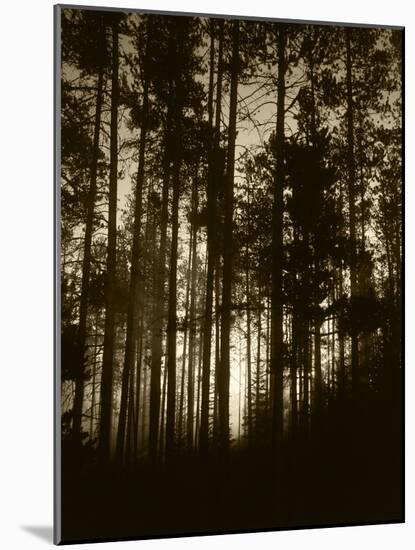 View of Lodgepole Pine Trees at Sunrise, Grand Teton National Park, Wyoming, USA-Scott T. Smith-Mounted Photographic Print