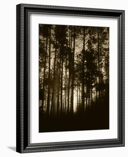 View of Lodgepole Pine Trees at Sunrise, Grand Teton National Park, Wyoming, USA-Scott T. Smith-Framed Photographic Print