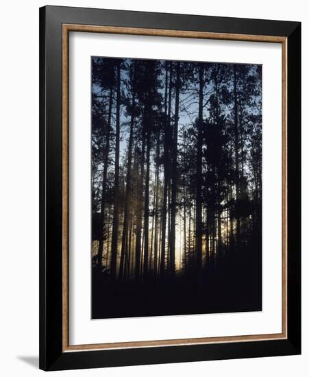 View of Lodgepole Pine Trees at Sunrise, Grand Teton National Park, Wyoming, USA-Scott T. Smith-Framed Photographic Print