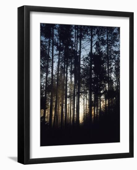 View of Lodgepole Pine Trees at Sunrise, Grand Teton National Park, Wyoming, USA-Scott T. Smith-Framed Photographic Print