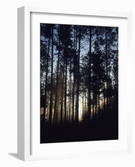 View of Lodgepole Pine Trees at Sunrise, Grand Teton National Park, Wyoming, USA-Scott T. Smith-Framed Photographic Print