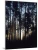 View of Lodgepole Pine Trees at Sunrise, Grand Teton National Park, Wyoming, USA-Scott T. Smith-Mounted Photographic Print