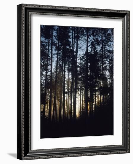 View of Lodgepole Pine Trees at Sunrise, Grand Teton National Park, Wyoming, USA-Scott T. Smith-Framed Photographic Print