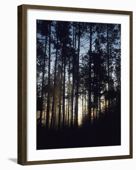 View of Lodgepole Pine Trees at Sunrise, Grand Teton National Park, Wyoming, USA-Scott T. Smith-Framed Photographic Print