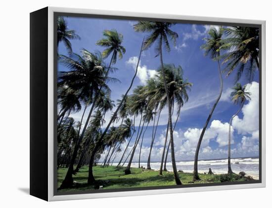 View of Manzanilla Bay, Port of Spain, Trinidad, Caribbean-Greg Johnston-Framed Premier Image Canvas