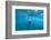 View of Mermaid Swimming in Ocean, Hawaii, USA-null-Framed Photographic Print