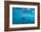 View of Mermaid Swimming in Ocean, Hawaii, USA-null-Framed Photographic Print