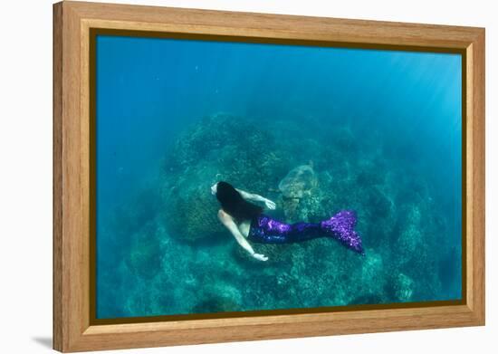 View of Mermaid Swimming in Ocean, Hawaii, USA-null-Framed Premier Image Canvas