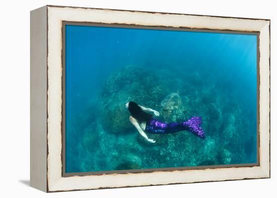View of Mermaid Swimming in Ocean, Hawaii, USA-null-Framed Premier Image Canvas