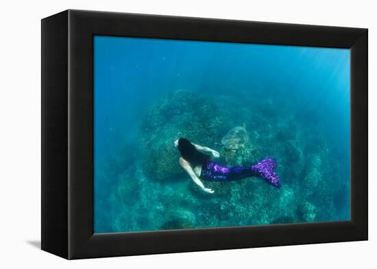 View of Mermaid Swimming in Ocean, Hawaii, USA-null-Framed Premier Image Canvas