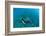 View of Mermaid Swimming in Ocean, Hawaii, USA-null-Framed Photographic Print