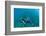 View of Mermaid Swimming in Ocean, Hawaii, USA-null-Framed Photographic Print