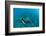 View of Mermaid Swimming in Ocean, Hawaii, USA-null-Framed Photographic Print