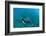 View of Mermaid Swimming in Ocean, Hawaii, USA-null-Framed Photographic Print