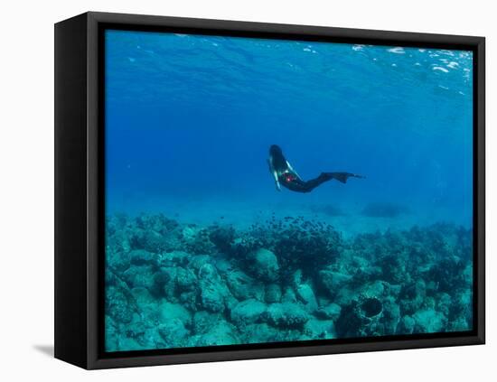 View of Mermaid Swimming Undersea, Hawaii, USA-null-Framed Premier Image Canvas