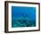 View of Mermaid Swimming Undersea, Hawaii, USA-null-Framed Photographic Print