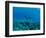 View of Mermaid Swimming Undersea, Hawaii, USA-null-Framed Photographic Print