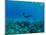 View of Mermaid Swimming Undersea, Hawaii, USA-null-Mounted Photographic Print