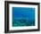 View of Mermaid Swimming Undersea, Hawaii, USA-null-Framed Photographic Print