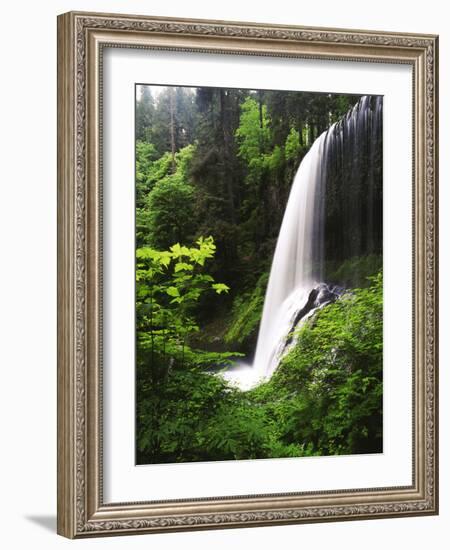 View of Middle North Falls, Silver Falls State Park, Oregon, USA-Adam Jones-Framed Photographic Print