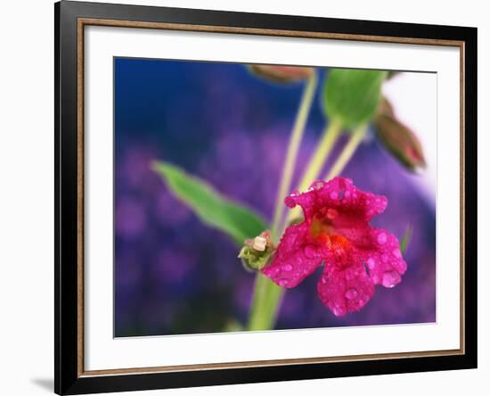 View of Monkey-Flower, Mt Rainier National Park, Washington, USA-Stuart Westmorland-Framed Photographic Print