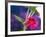 View of Monkey-Flower, Mt Rainier National Park, Washington, USA-Stuart Westmorland-Framed Photographic Print