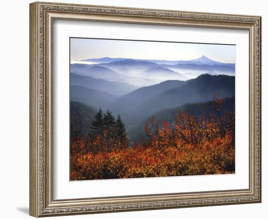 View of Mount Hood with Wild Huckleberry Bushes in Foreground, Columbia River Gorge, Washington-Steve Terrill-Framed Photographic Print