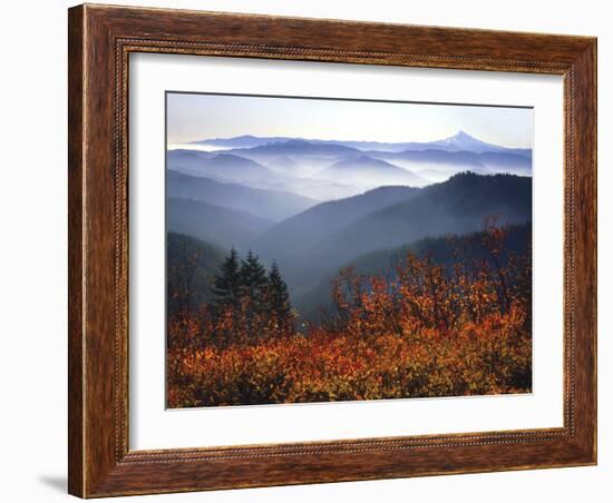 View of Mount Hood with Wild Huckleberry Bushes in Foreground, Columbia River Gorge, Washington-Steve Terrill-Framed Photographic Print