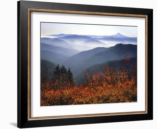 View of Mount Hood with Wild Huckleberry Bushes in Foreground, Columbia River Gorge, Washington-Steve Terrill-Framed Photographic Print