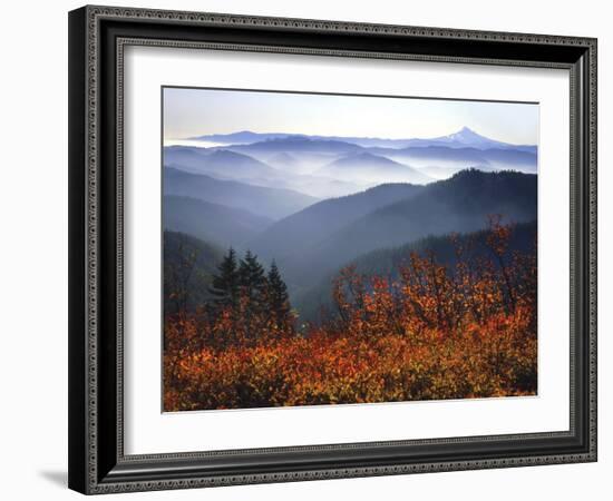 View of Mount Hood with Wild Huckleberry Bushes in Foreground, Columbia River Gorge, Washington-Steve Terrill-Framed Photographic Print