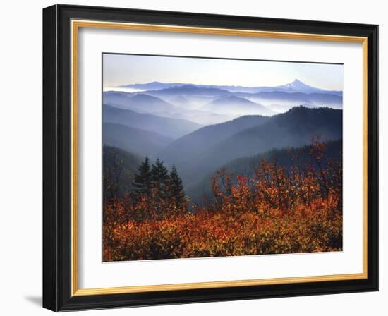 View of Mount Hood with Wild Huckleberry Bushes in Foreground, Columbia River Gorge, Washington-Steve Terrill-Framed Photographic Print